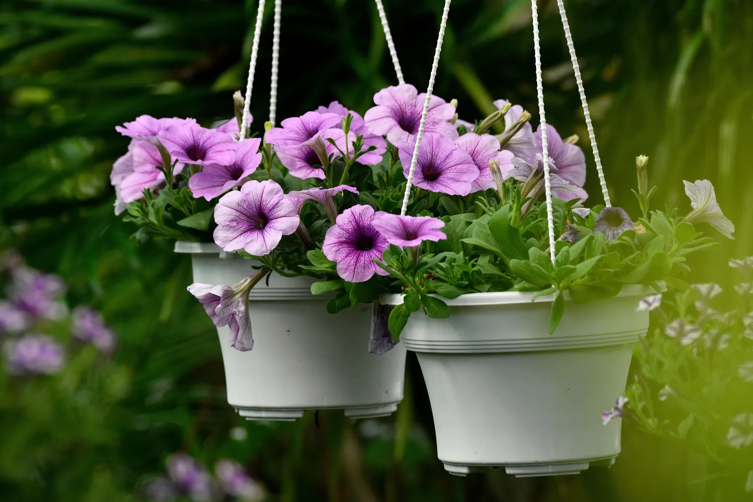 Kaip prižiūrėti gėles balkone?