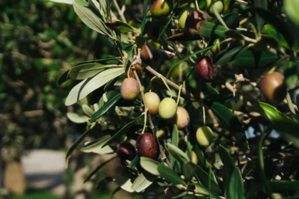 Alyvuogės gali būti naudingos širdžiai