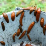 Shutterstock 2537644341