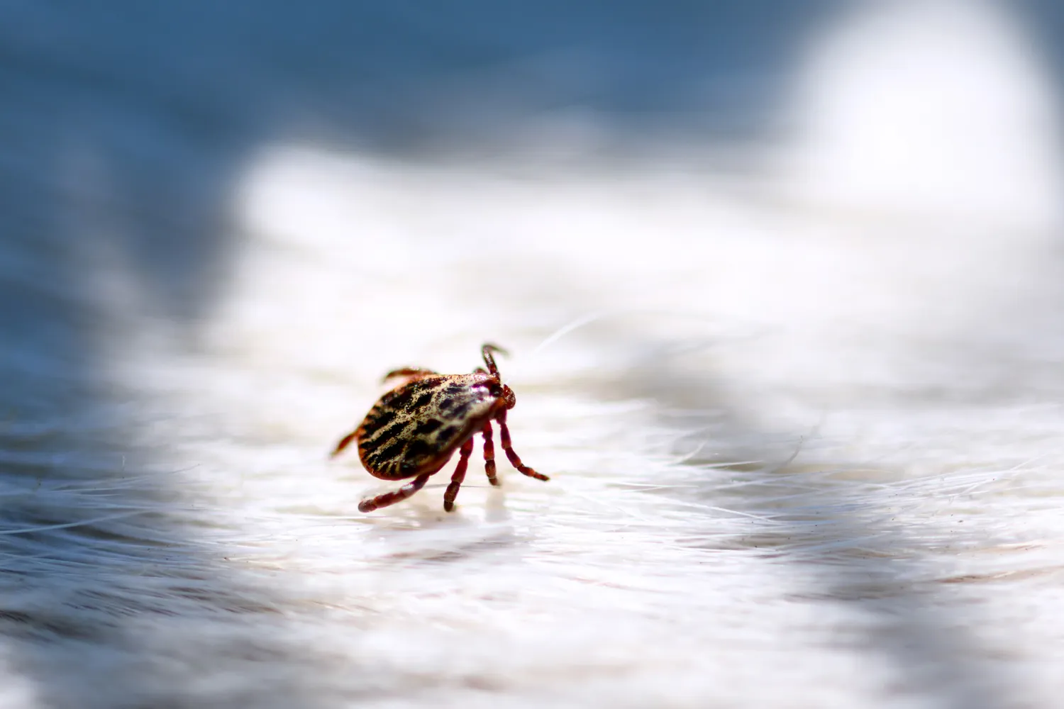 Erkės ir jų platinamos ligos