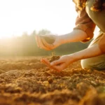 Nualinta dirva – viena pagrindinių priežasčių, kodėl net ir kruopščiai prižiūrimi augalai neatskleidžia savo potencialo