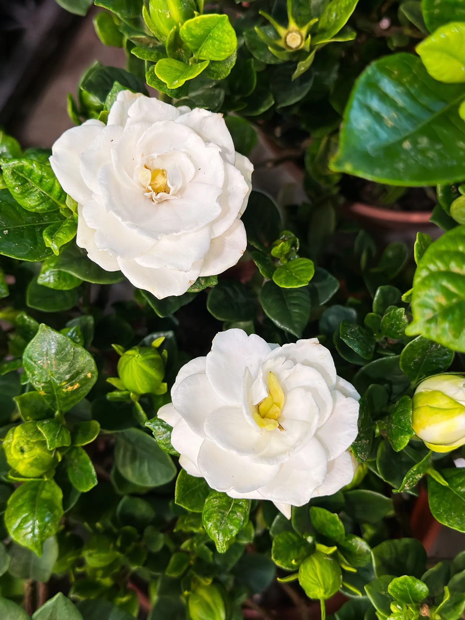 Norint, kad gardenija gausiai žydėtų, būtina ją reguliariai tręšti