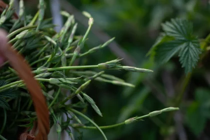 Shutterstock 2587014001