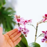 Orchidėjos laistymas