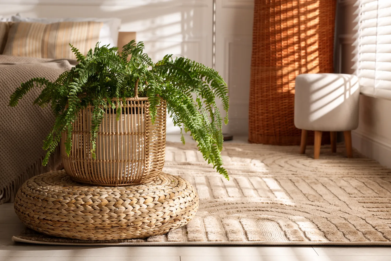 Tinkamai prižiūrimas papartis greitai atsigauna ir pradeda leisti naujus, ryškiai žalius lapus