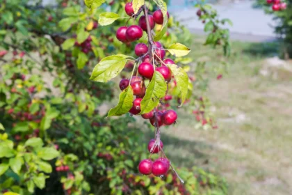 Shutterstock 2603447207