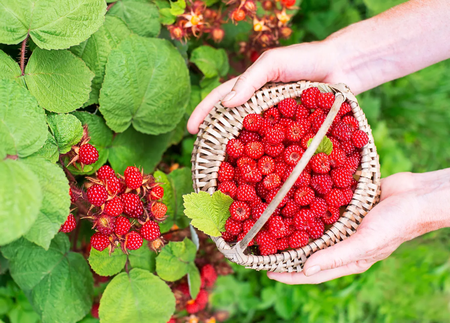 Nors atrodo, kad aviečių priežiūra sudėtinga, iš tiesų viskas remiasi trimis pagrindiniais žingsniais: genėjimu, apsauga ir tręšimu