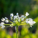 Česnakai bus dideli ir gražūs