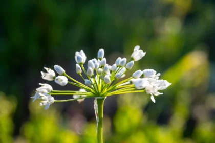 Česnakai bus dideli ir gražūs