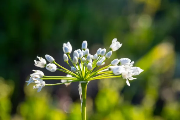 Česnakai bus dideli ir gražūs