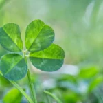 Keturlapis dobilas - sėkmės simbolis