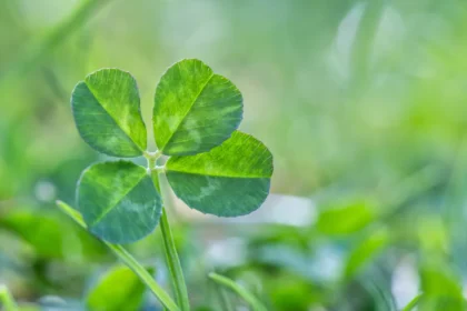 Keturlapis dobilas - sėkmės simbolis