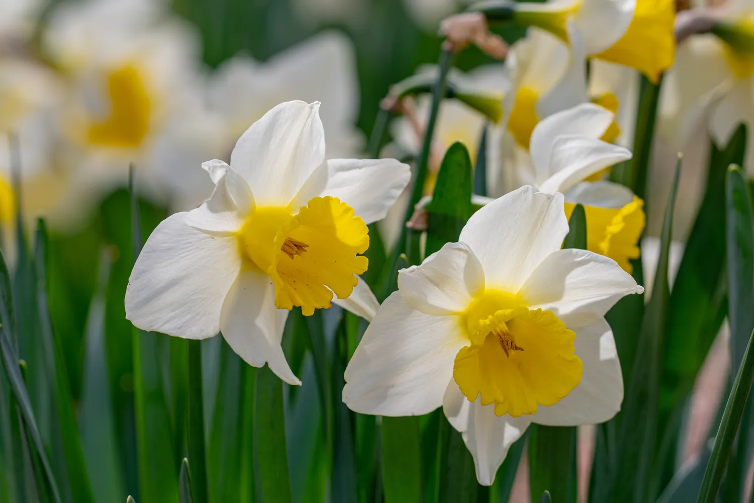 Narcizams svarbus tinkamas bei subalansuotas tręšimas