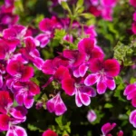 Pelargonijos garsėja savo gebėjimu žydėti nuo pavasario iki rudens, nereikalaujant sudėtingos priežiūros