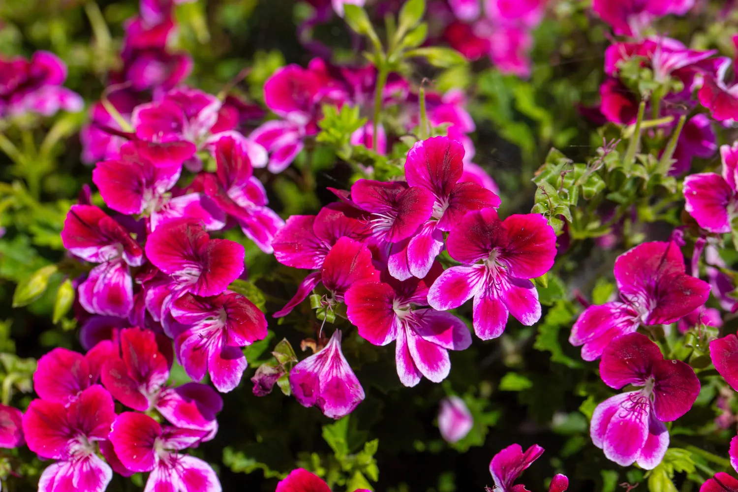 Pelargonijos garsėja savo gebėjimu žydėti nuo pavasario iki rudens, nereikalaujant sudėtingos priežiūros