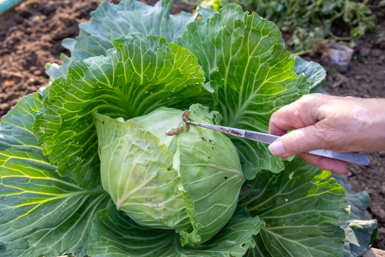 Reguliariai apžiūrėkite kopūstų lapus – anksti pastebėjus kenkėjus, juos lengviau pašalinti
