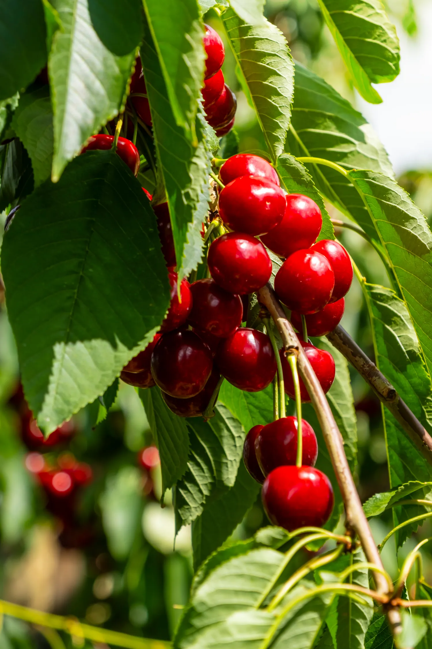 Daugelis sodininkų puikiai žino, kad būsimas vyšnių derlius dažnai priklauso ne nuo vasaros oro, o nuo to, kaip medis prižiūrimas pavasarį