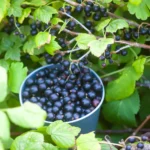 Serbentus rinksite kibirais