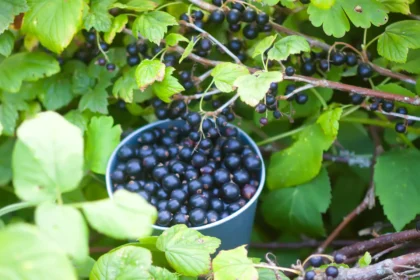 Serbentus rinksite kibirais