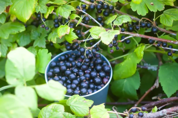 Serbentus rinksite kibirais