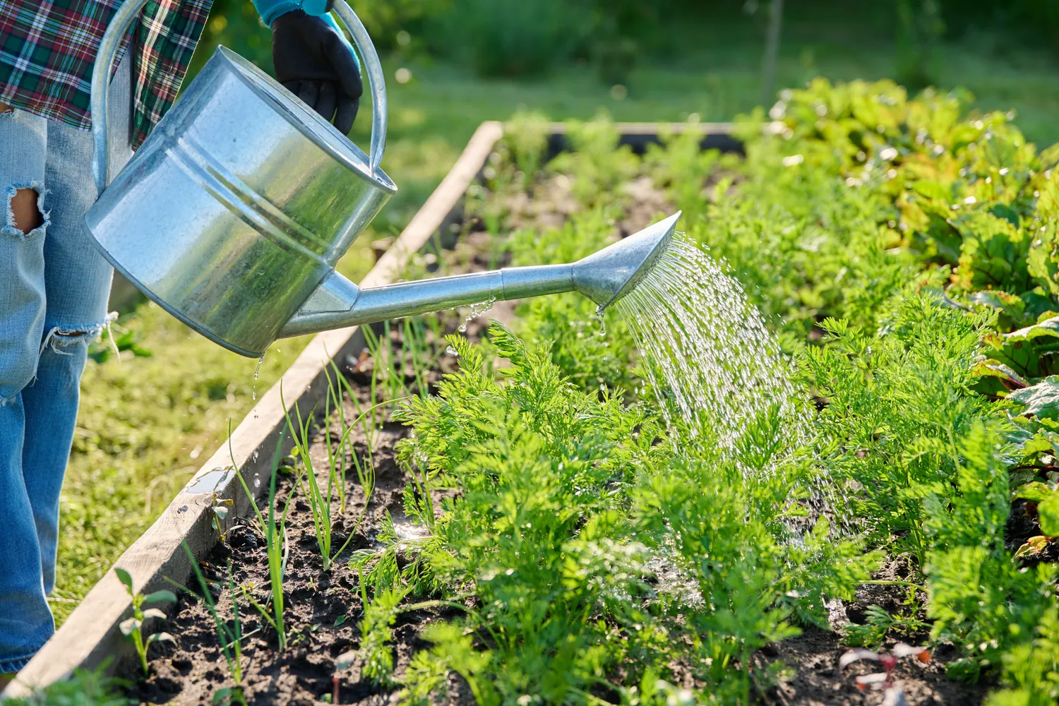 Geriau morkas laistyti reguliariai ir saikingai, nei ilgai nelaistyti, o po to bandyti viską „ištaisyti“ vienu gausiu perliejimu