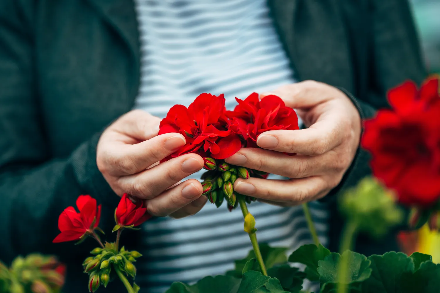 Jūsų pelargonijos žydės ypač ryškiai