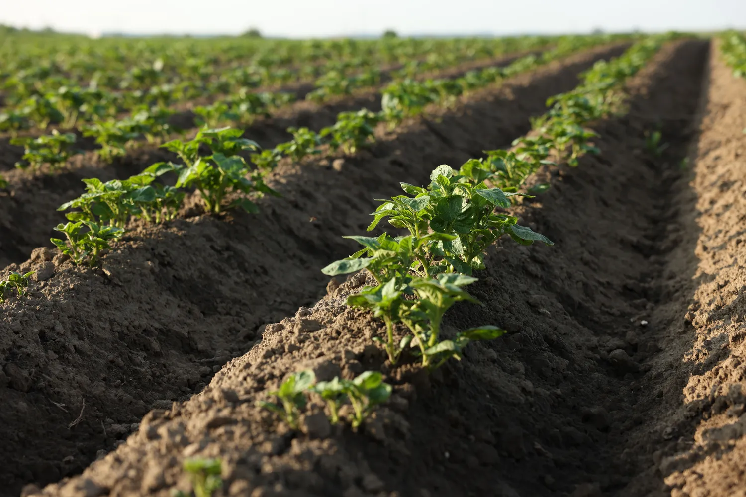 Protingas bulvių sodinimas olandiškuoju būdu