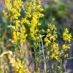 Nematoma kova vyksta augalo viduje