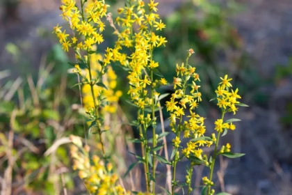 Nematoma kova vyksta augalo viduje
