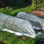 Šaltas pavasaris sode