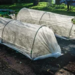 Daržovės mini šiltnamiuose