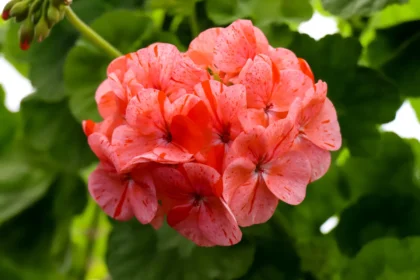 Balandis pelargonijoms yra tas mėnuo, kai sprendžiasi ne tik lapų grožis