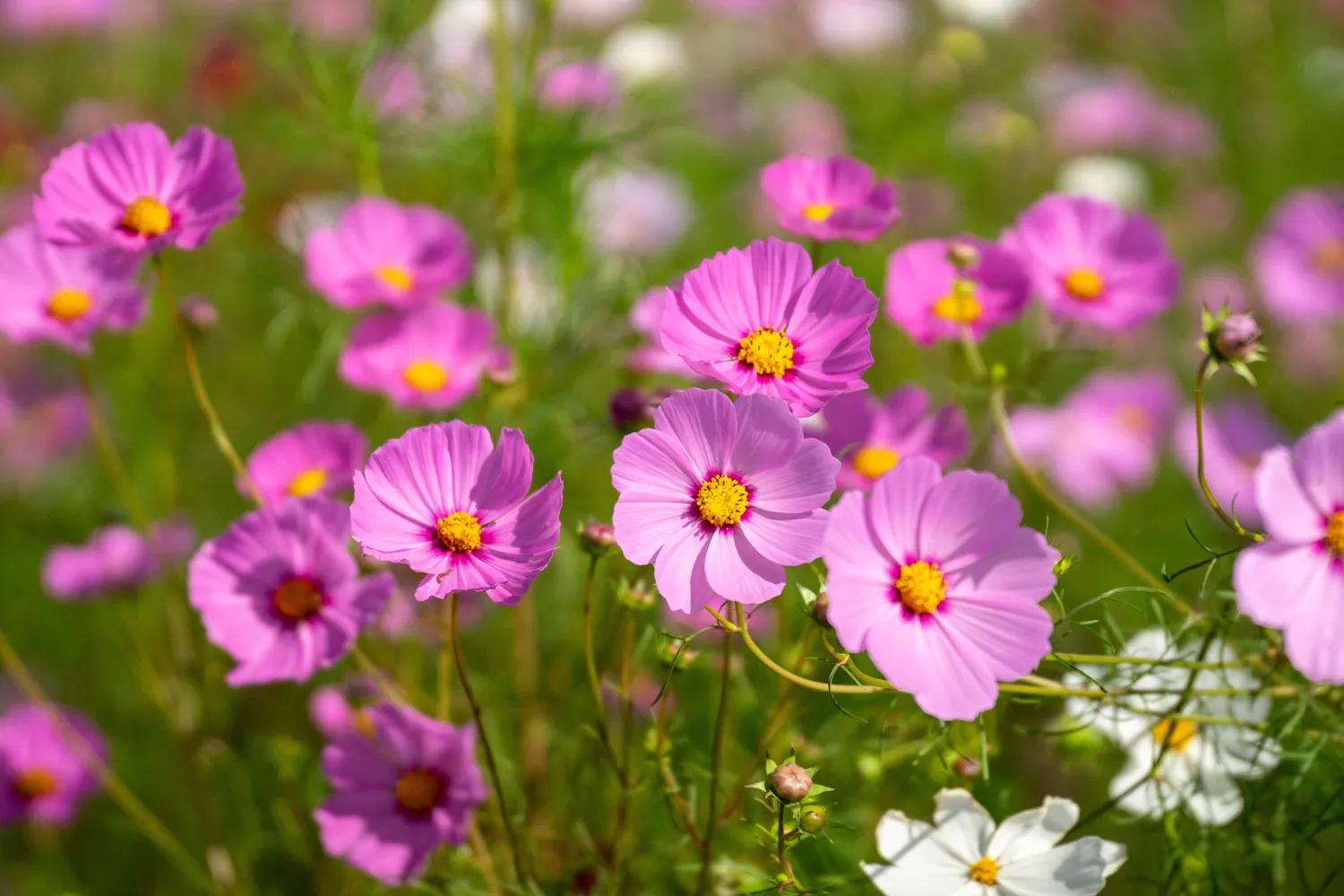 Shutterstock 2685369899