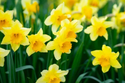 Jei norite, kad narcizai atrodytų įspūdingai ir ilgai žydėtų, svarbiausia tinkama jų priežiūra bei atsakingas sodinimas