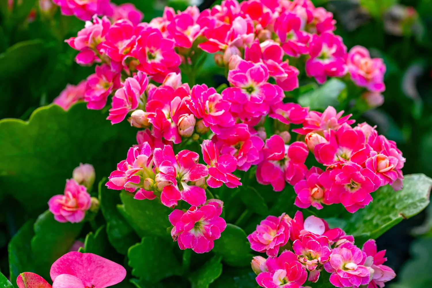 Kalankė yra mėsingalapis augalas, kuris kaupia drėgmę lapuose, todėl trumpą sausrą pakelia daug lengviau nei nuolat šlapią žemę