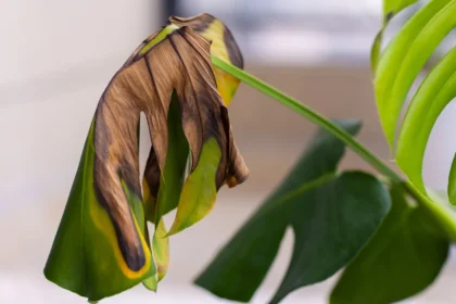 Monstera gali pradėti skursti nuo savo pačios svorio