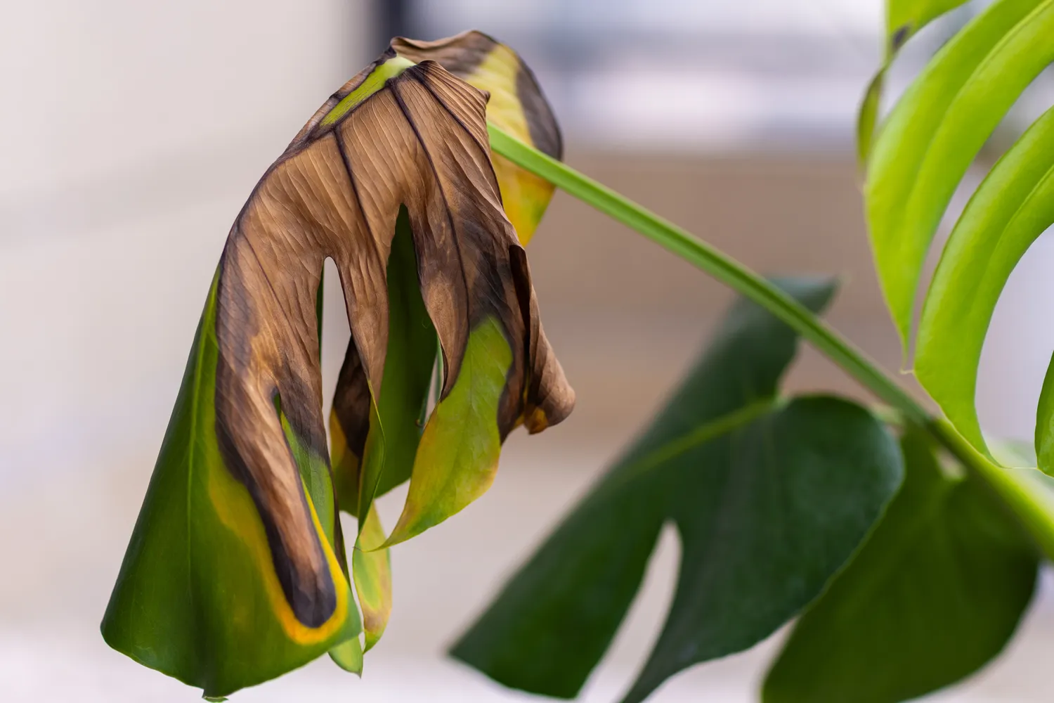 Monstera gali pradėti skursti nuo savo pačios svorio