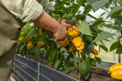 Paprikos šiltnamyje