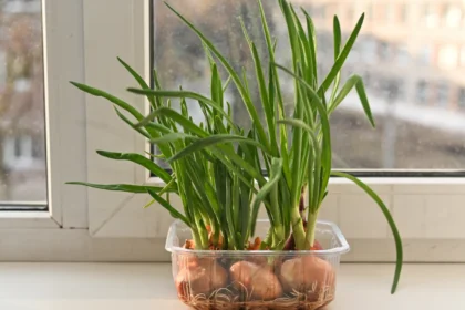 Shutterstock 2695122675