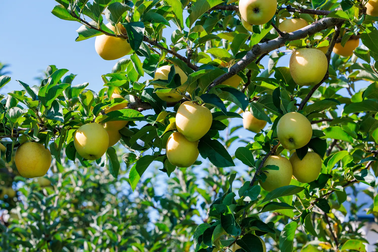 Gausų obuolių derlių lemia tinkama medžio priežiūra