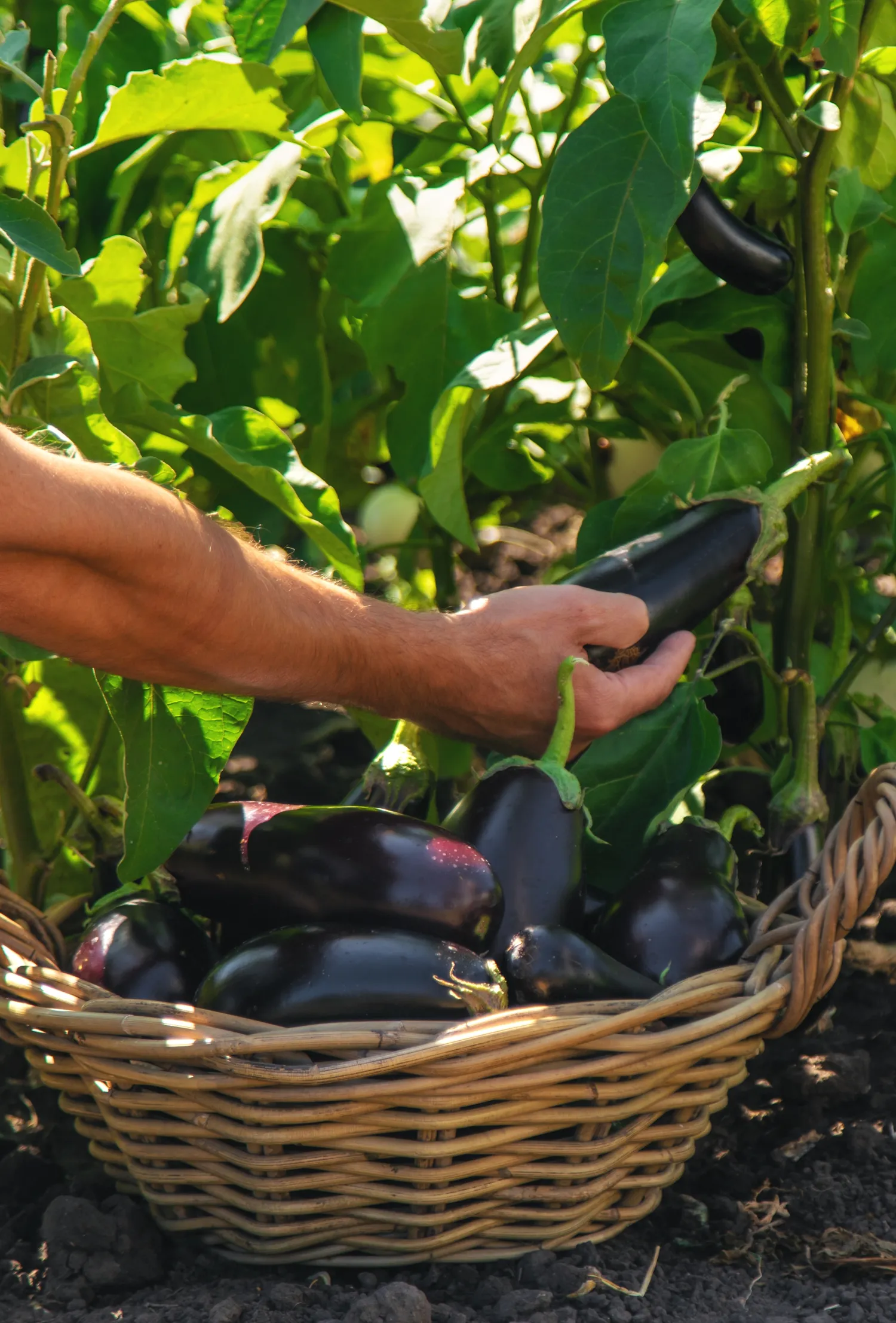 Dilgėlių raugas laikomas viena geriausių ir baklažanams puikiai tinkančių natūralių trąšų