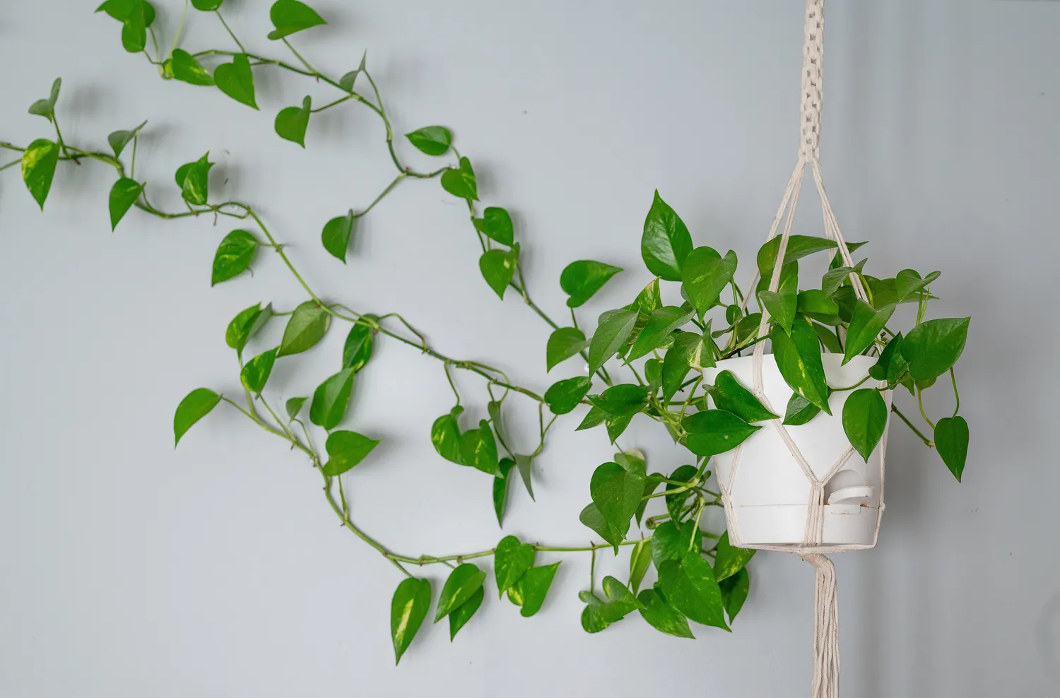 Jei reikėtų išrinkti patį nereikliausią vijoklinį augalą, tai būtų skindapas