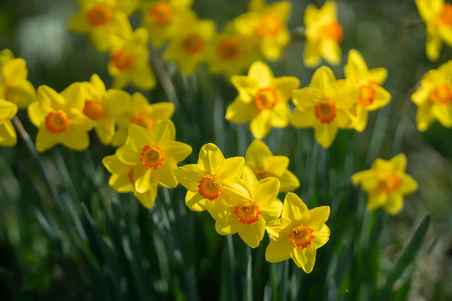 Narcizai geriausiai auga saulėtoje arba lengvai pritemdytoje vietoje
