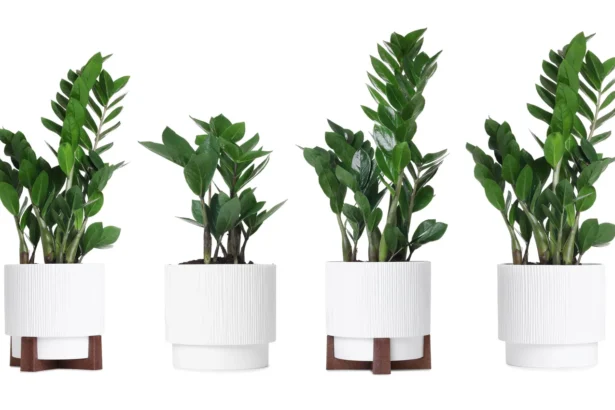 Pasirodo, kad zamiokulkas, dar vadinamas pinigų medžiu, iš tiesų gali žydėti