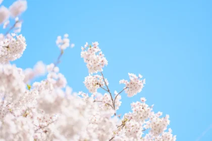 Pavasariškiausi Zodiako ženklai