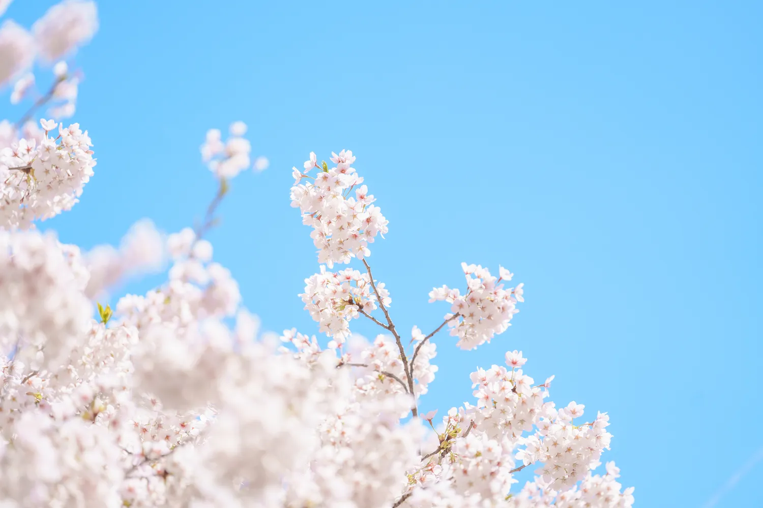 Pavasariškiausi Zodiako ženklai