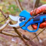 Sodo augalų genėjimas