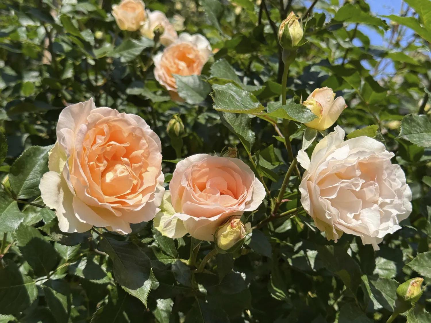 Rožių apsauga nuo pavasarinių šalnų yra ne vienkartinis uždengimas, o atsargus perėjimas iš žiemos į tikrą pavasarį