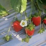 Braškės balandį „prašo“ vieno dalyko