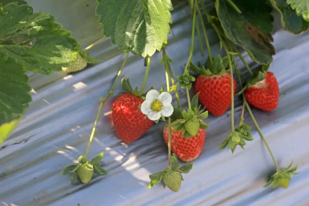 Braškės balandį „prašo“ vieno dalyko